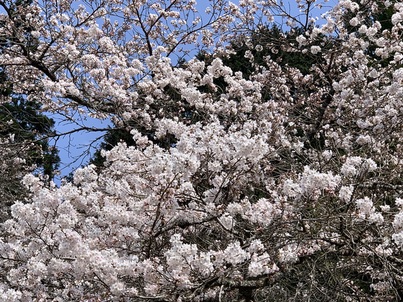 あおやぎにも春がきましたの画像