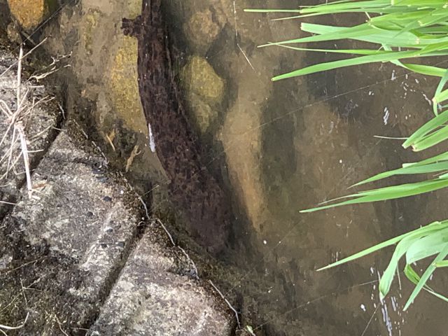 隣接する川を覗くと、遂に発見しました！の画像