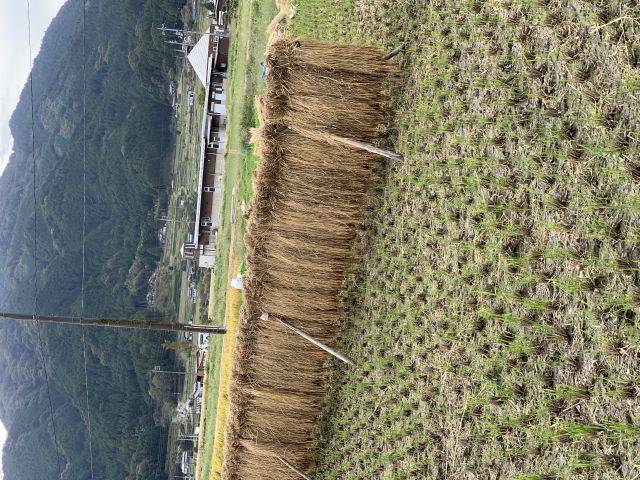 2022年新米、収穫！の画像