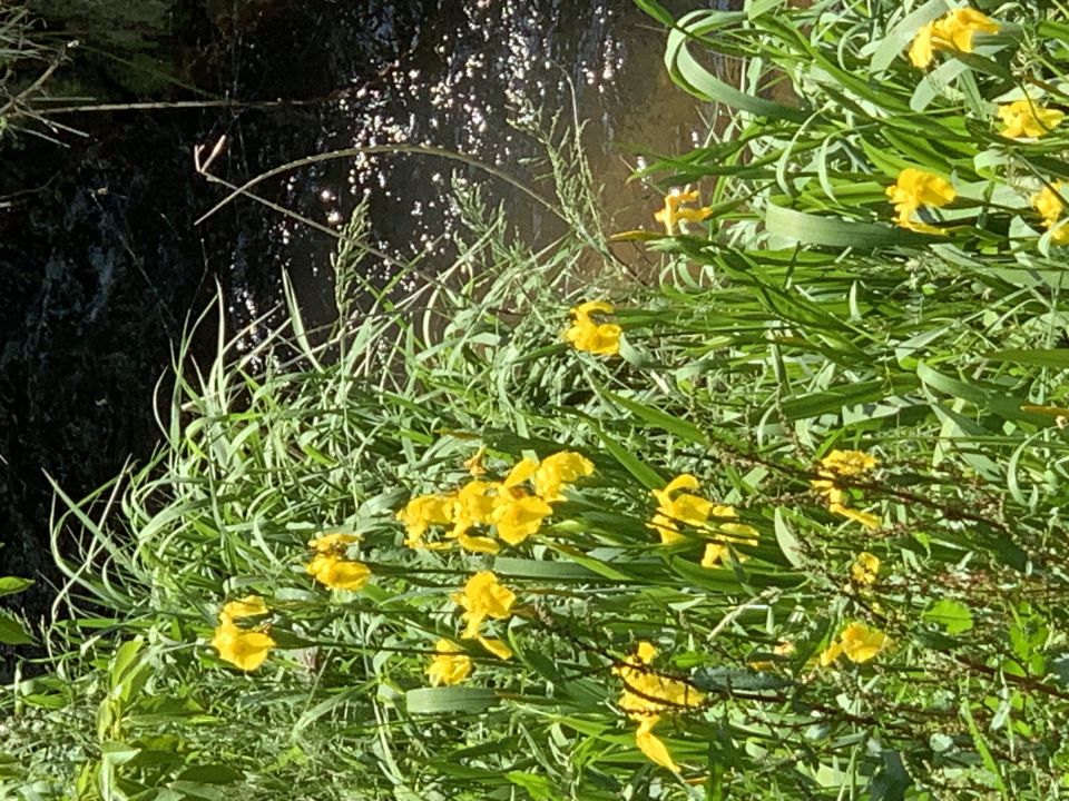 新緑の季節になってきました。の画像