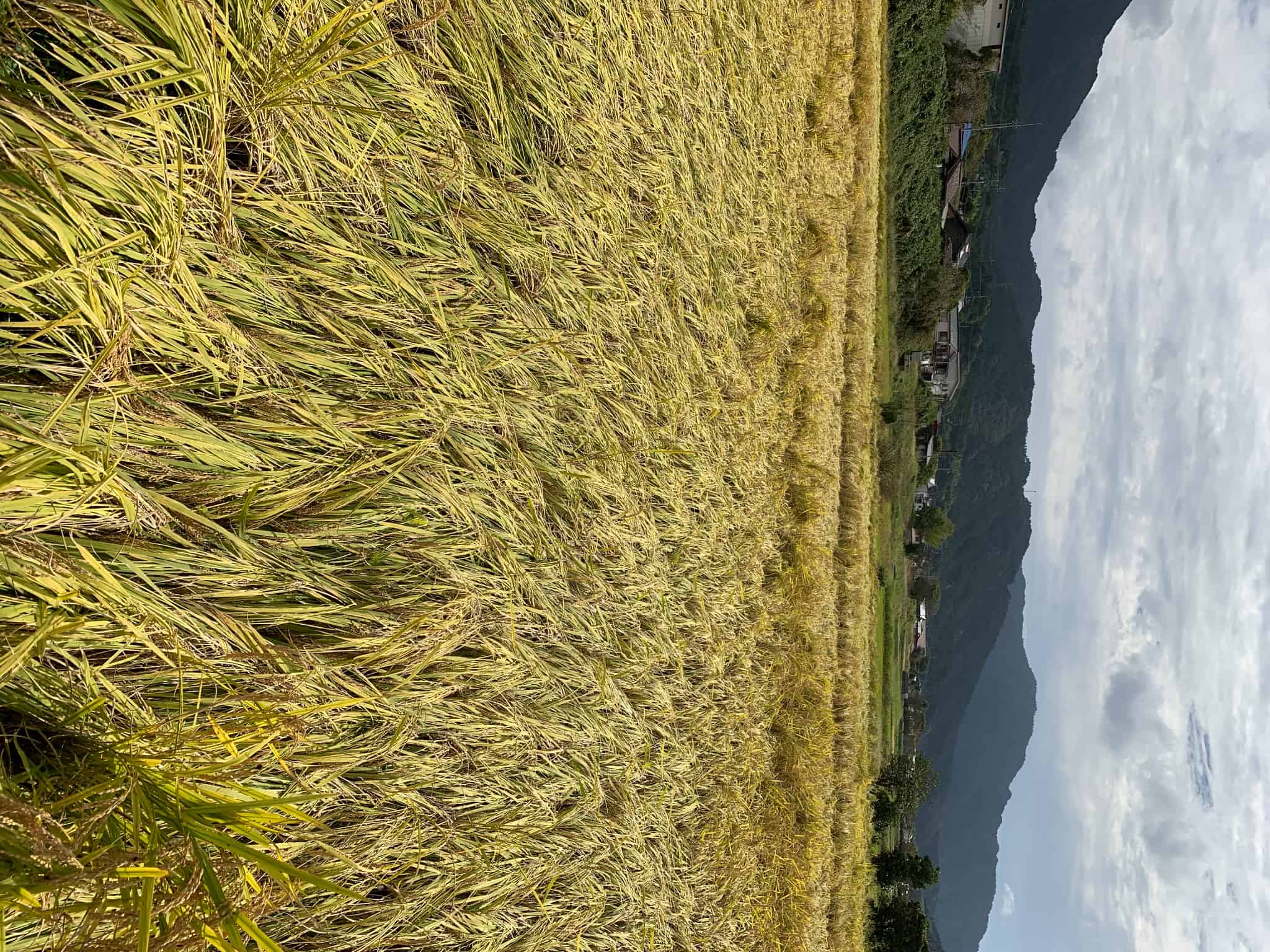 今年もおいしいお米ができました！の画像